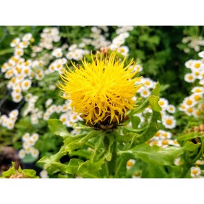 Yellow Basket Flower Seeds (Certified Organic) Globe Centaurea