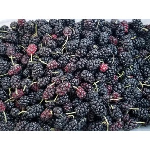 Black Mulberry Seeds (Certified Organic)