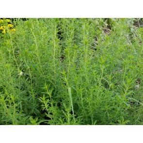 Winter Savory Seeds (Certified Organic)