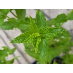 Herb 'Spearmint' Plant (4" Pot)