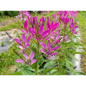 Spider Flower, Purple Seeds (Certified Organic)