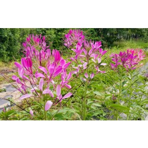 Spider Flower, Purple Seeds (Certified Organic)