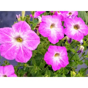 Petunia, Pink and Purple Mix Seeds (Certified Organic)