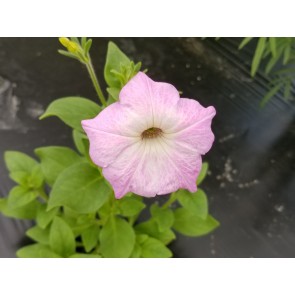 Petunia, Pink and Purple Mix Seeds (Certified Organic)