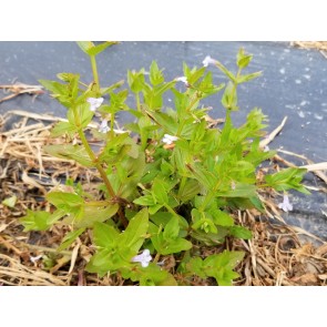 Indian Tobacco AKA Bladderpod Seeds (Certified Organic)