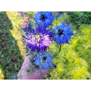 Love-in-a-Mist Mix Seeds (Certified Organic)