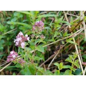 Italian Oregano Seeds (Certified Organic)