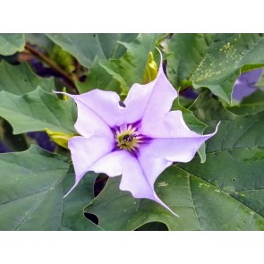 Datura AKA Devil’s Trumpet 'Le Fleur Lilac' Seeds (Certified Organic)