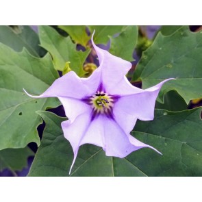 Datura AKA Devil’s Trumpet 'Le Fleur Lilac' Seeds (Certified Organic)