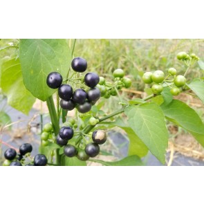 Garden Huckleberry Seeds (Certified Organic)