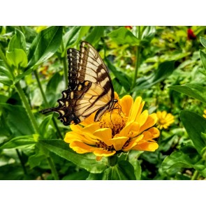 Zinnia 'Canary Bird' Seeds (Certified Organic)