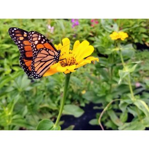 Zinnia 'Canary Bird' Seeds (Certified Organic)