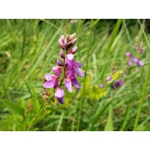 Showy Tick Trefoil Seeds (Certified Organic)