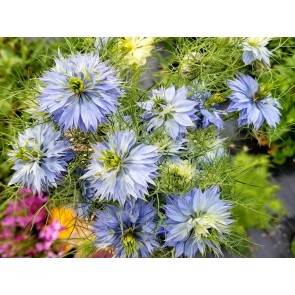 Love-in-a-Mist Mix Seeds (Certified Organic)