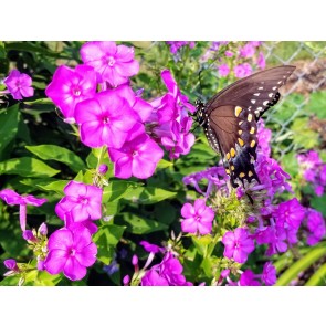 Garden Phlox Mix Seeds (Certified Organic)