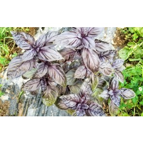 Basil 'Crimson King' Seeds (Certified Organic)