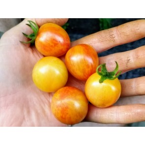 Tomato 'Sunrise Bumblebee' 