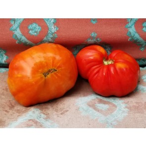 Tomato 'Giganta Zenta Semi' Seeds (Certified Organic)