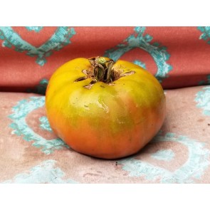 Tomato 'Sara Black' Plant