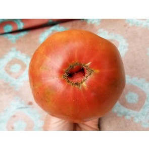 Tomato 'Sara Black' Plant (4