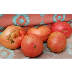 Tomato 'Brandywine Sudduth's Strain' Plant (4