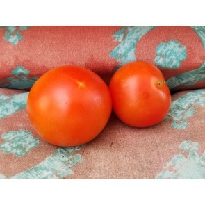 Tomato 'Sub-Arctic Plenty' Seeds (Certified Organic)