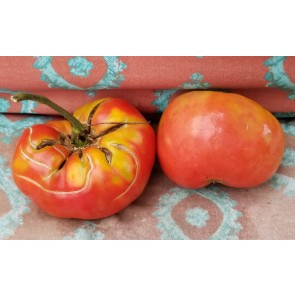 Tomato 'German Queen' 