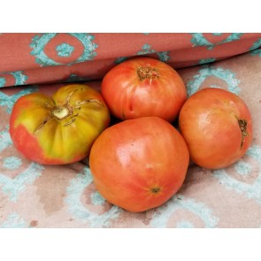 Tomato 'German Giant'