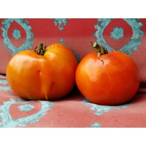 Tomato 'Cuostralee'
