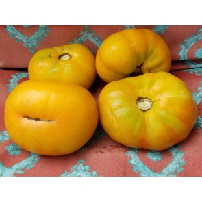 Tomato 'Marzipan Gold' Seeds (Certified Organic)