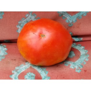Tomato 'Donskoi' Seeds (Certified Organic)