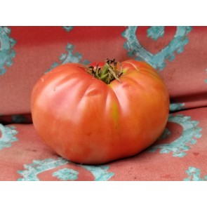 Tomato 'Monk'