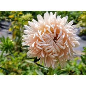 China Aster 'Salmon Janina' Seeds (Certified Organic)