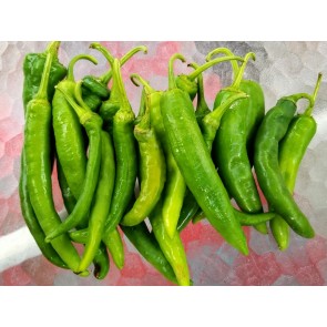 Hot Pepper 'Guajillo' Seeds (Certified Organic)