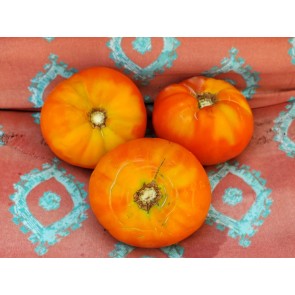 Tomato 'Chapman' 