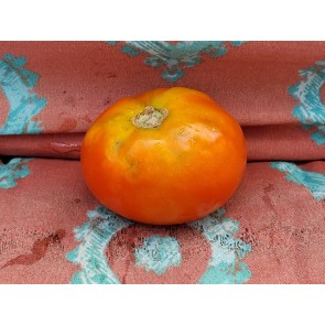 Tomato 'Heinz 1527' Seeds (Certified Organic)