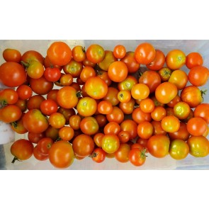 Tomato 'Small Red Cherry' Seeds (Certified Organic)