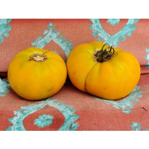 Tomato 'Yellow Jubilee'
