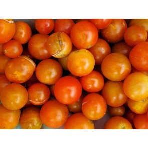 Tomato 'Candy Explosion' Seeds (Certified Organic)