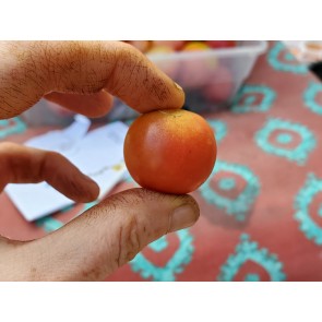 Tomato 'Ambrosia Pink' Seeds (Certified Organic)