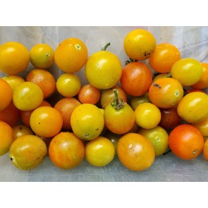 Tomato 'Ambrosia Gold' 