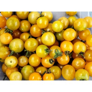 Tomato 'Yellow Plot Mystery Cherry'