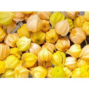 Peruvian Ground Cherry Seeds (Certified Organic)