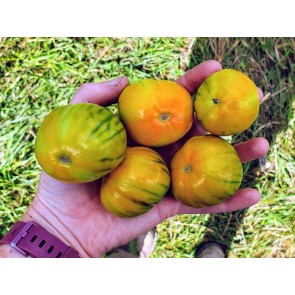 Eggplant ‘Turkish Orange’