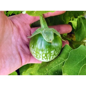 Eggplant ‘Lao Green Stripe’ Seeds (Certified Organic)