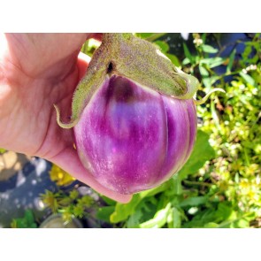 Eggplant ‘Rosa Bianca’ Seeds (Certified Organic)