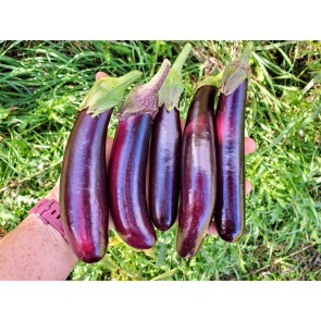 Eggplant ‘Little Finger’ Seeds (Certified Organic)