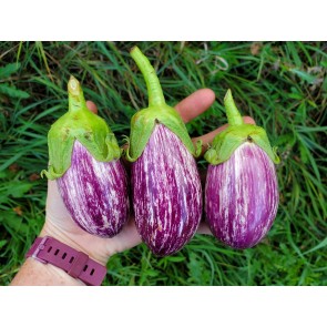 Eggplant ‘Listada de Gandia’ Seeds (Certified Organic)