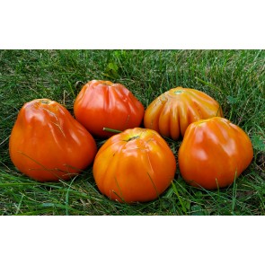 Tomato 'Italian Red Pear' Seeds (Certified Organic)