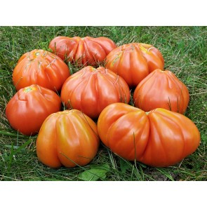 Tomato 'Belmonte' Seeds (Certified Organic)